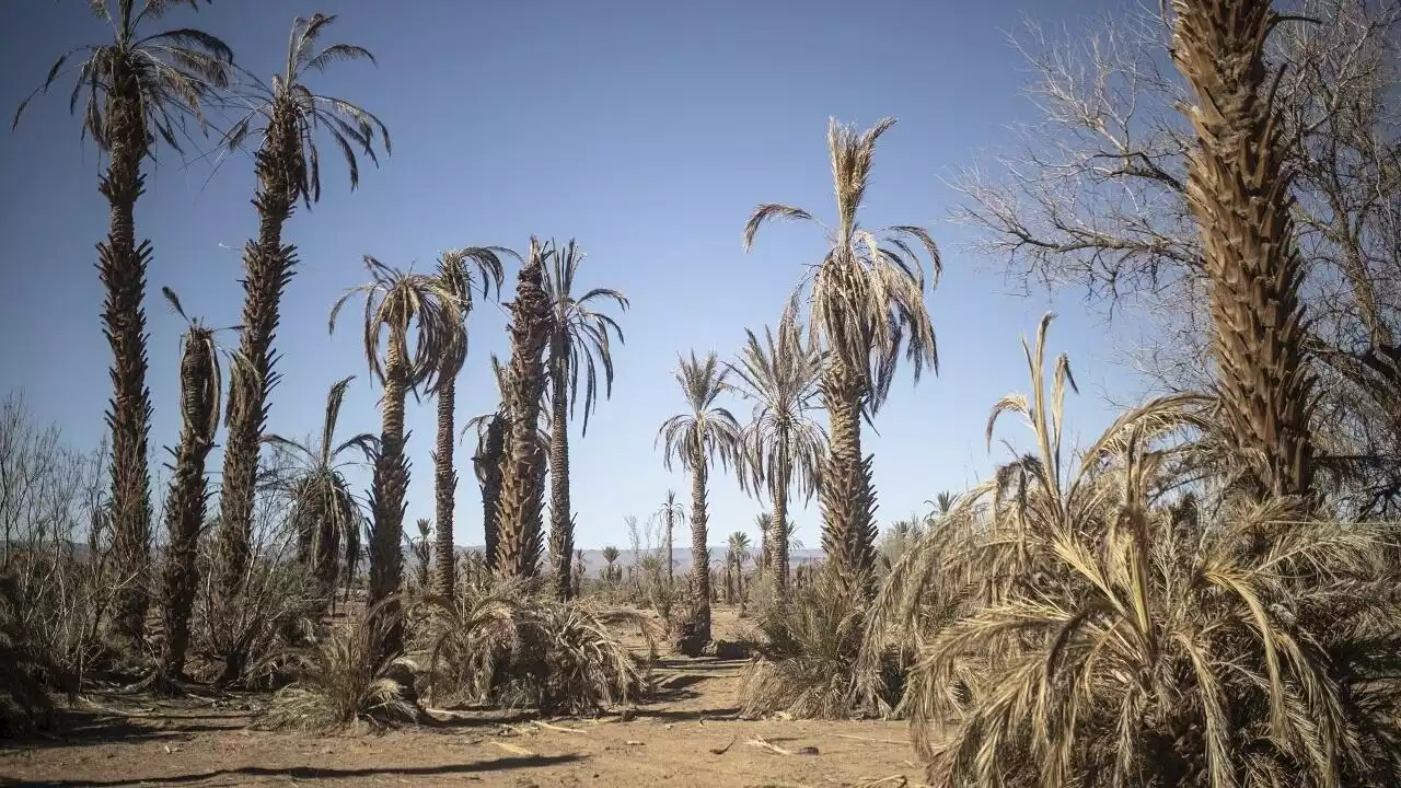 Maroc: face à la canicule, les agriculteurs en danger cherchent des solutions