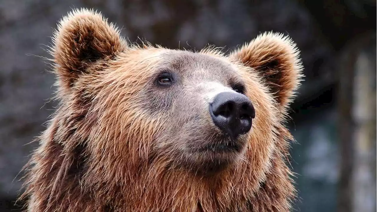 Bär in Breitenbach: Reiterin im Bezirk Kufstein von Bär verfolgt