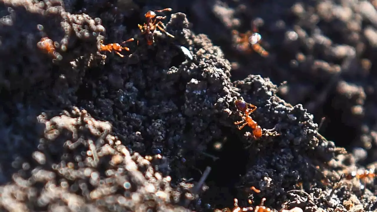 Fire ants spreading across Australia could have deadly consequences. Here's why