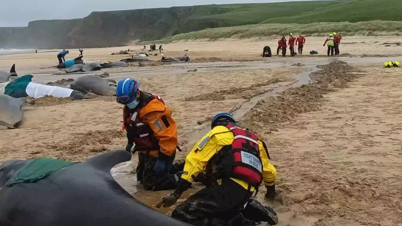 More than 50 whales die after mass stranding in Scotland