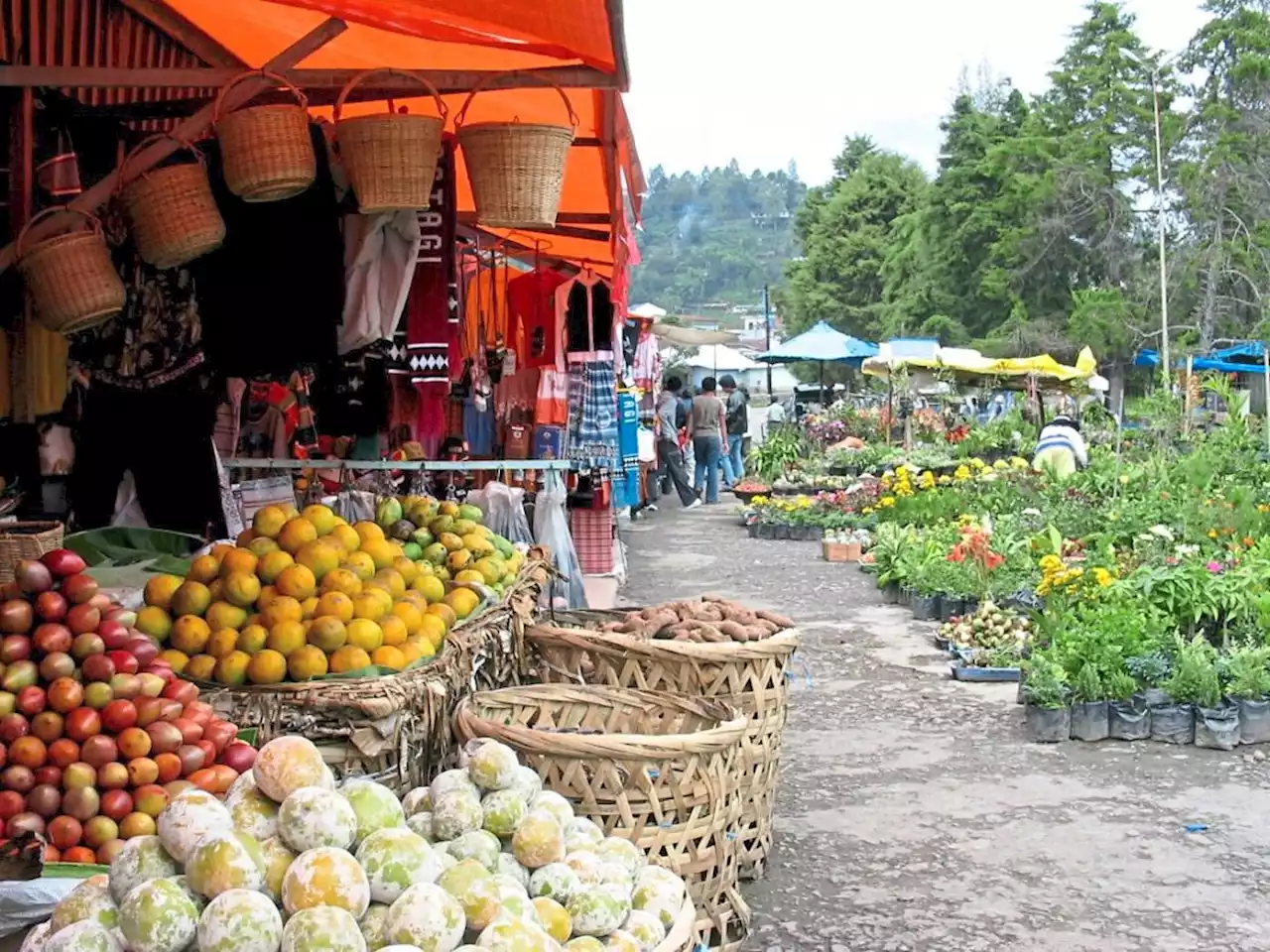 Pineapple exports to China growing fast