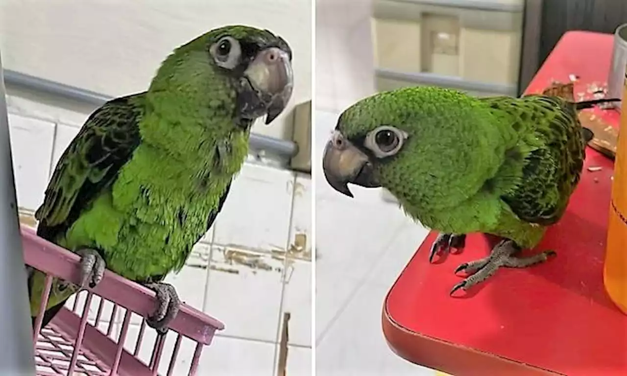 Woman offers $500 reward for missing parrot that likes to whistle, last seen in Bedok North