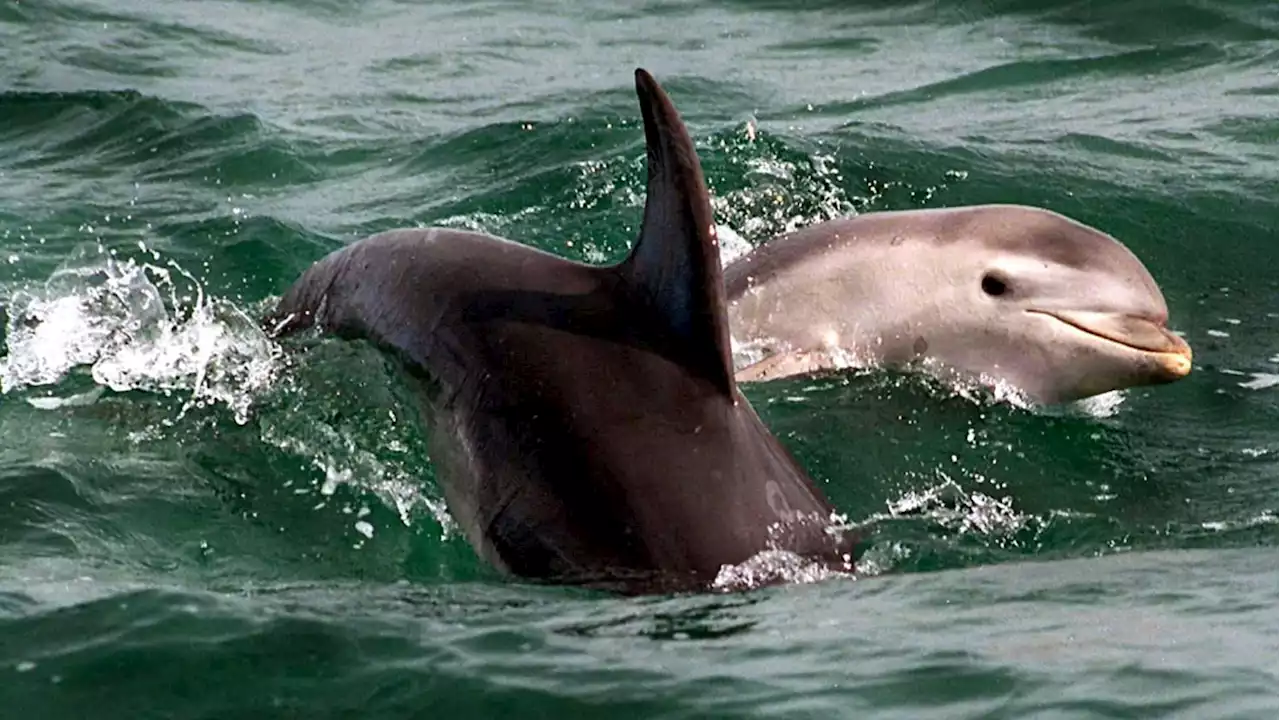 Four Swimmers Injured in Dolphins Attacks Off Popular Japanese Beach