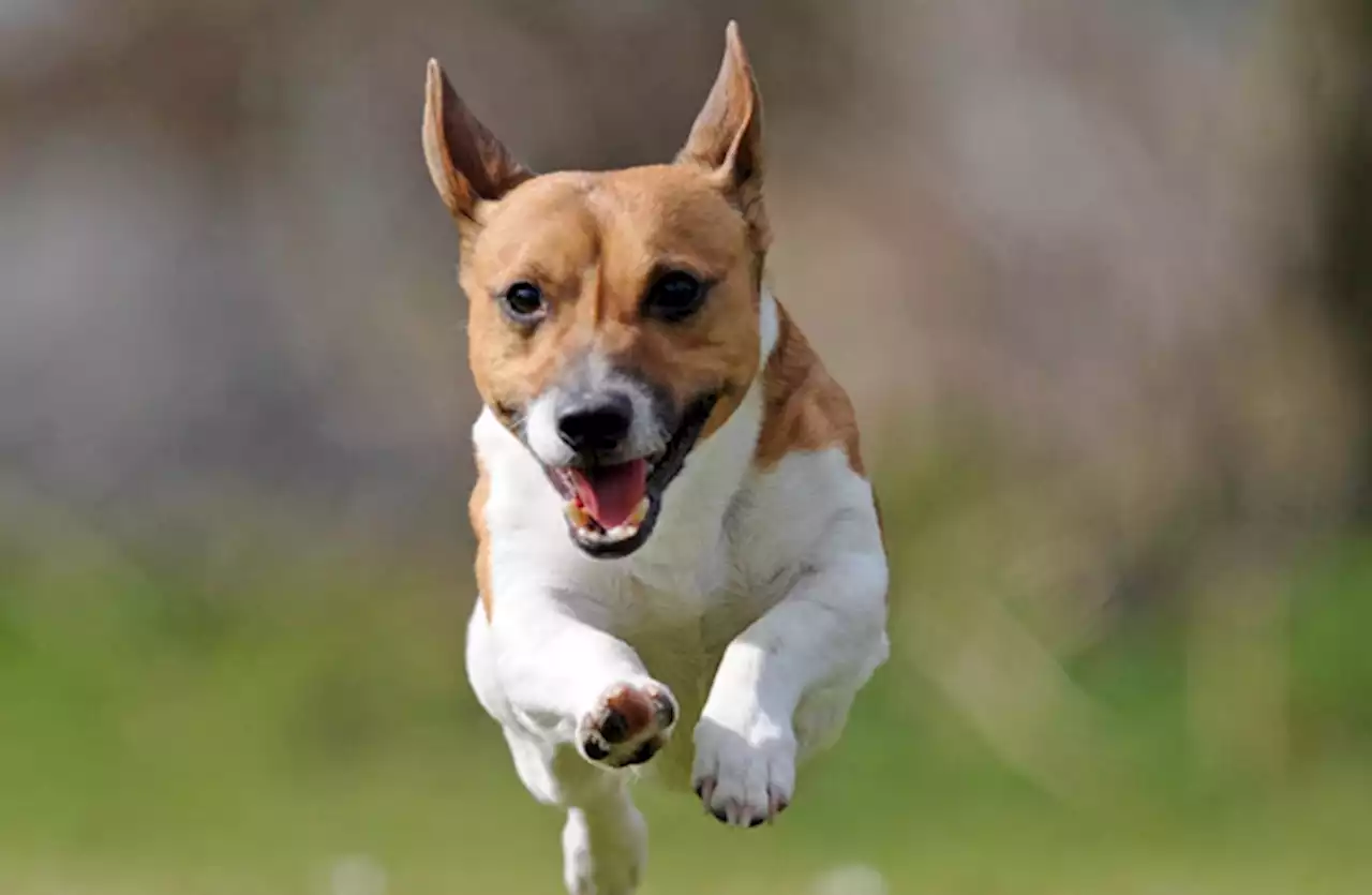 Dublin park to be split into on-lead and off-lead dog zones 'so elderly feel safe'