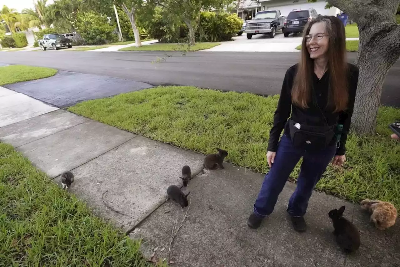 Fuzzy invasion of domestic rabbits has a Florida suburb hopping into a hunt for new owners