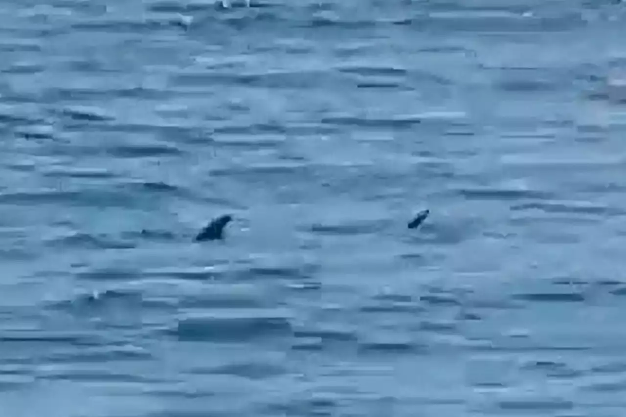 Horror moment two sharks spotted prowling Spanish beach as swimmers flee