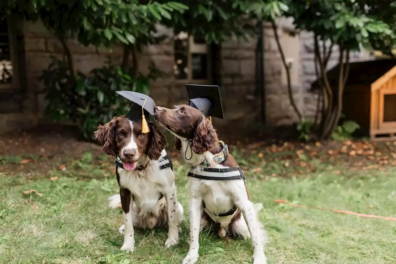 Dogs trained to detect potentially deadly superbug at B.C. hospitals