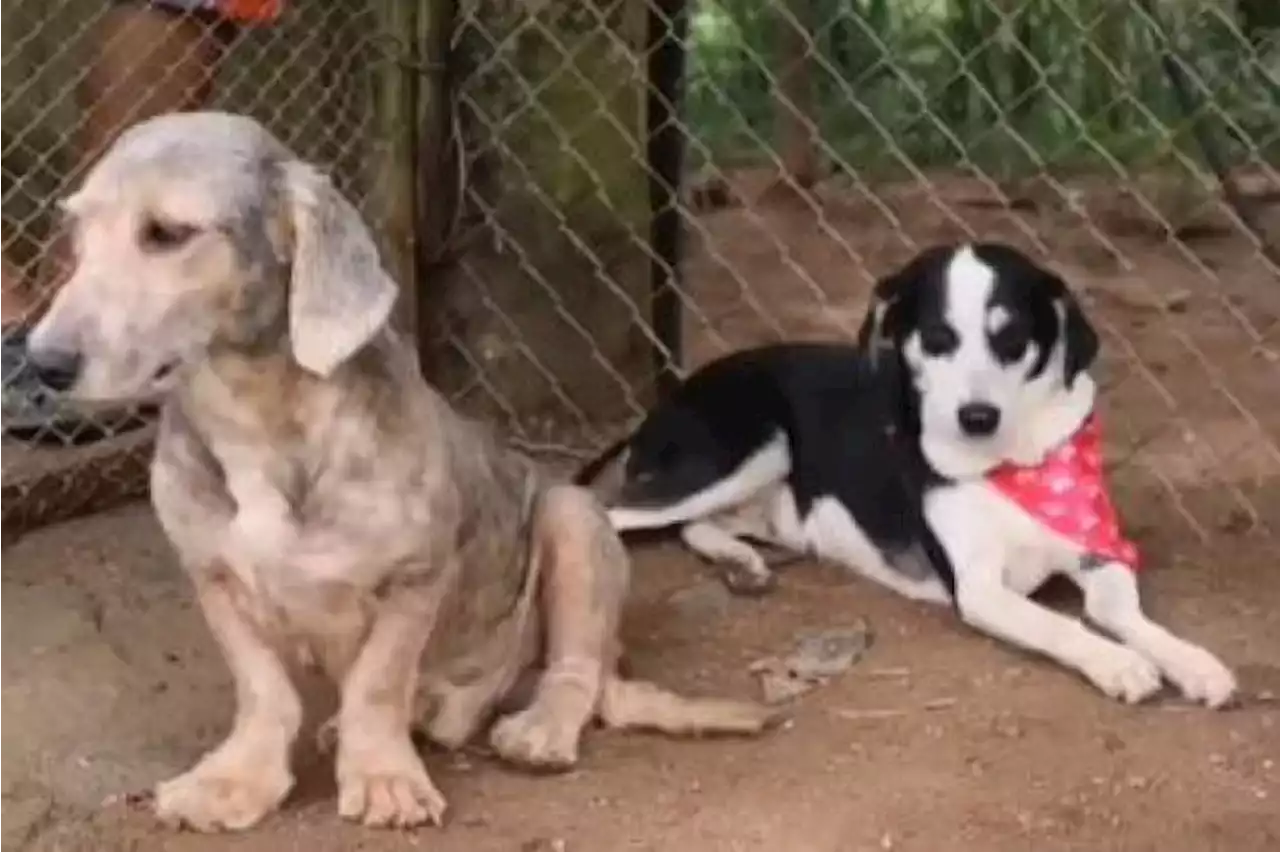 Refugio animal hará recolecta de alimento en Bucaramanga: así puede ayudar