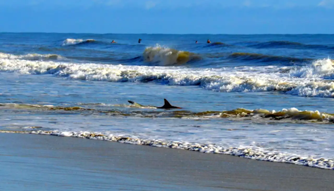 Dos personas fueron atacadas por tiburones en un condado de Florida