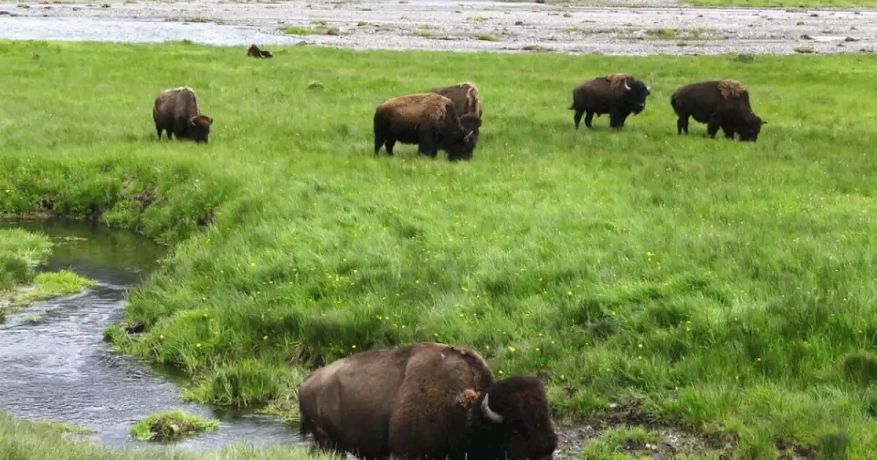 Bison gores woman at Yellowstone National Park