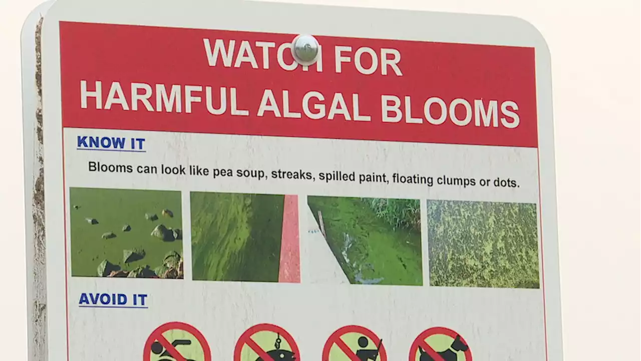 Livingston County provides update on harmful algal blooms