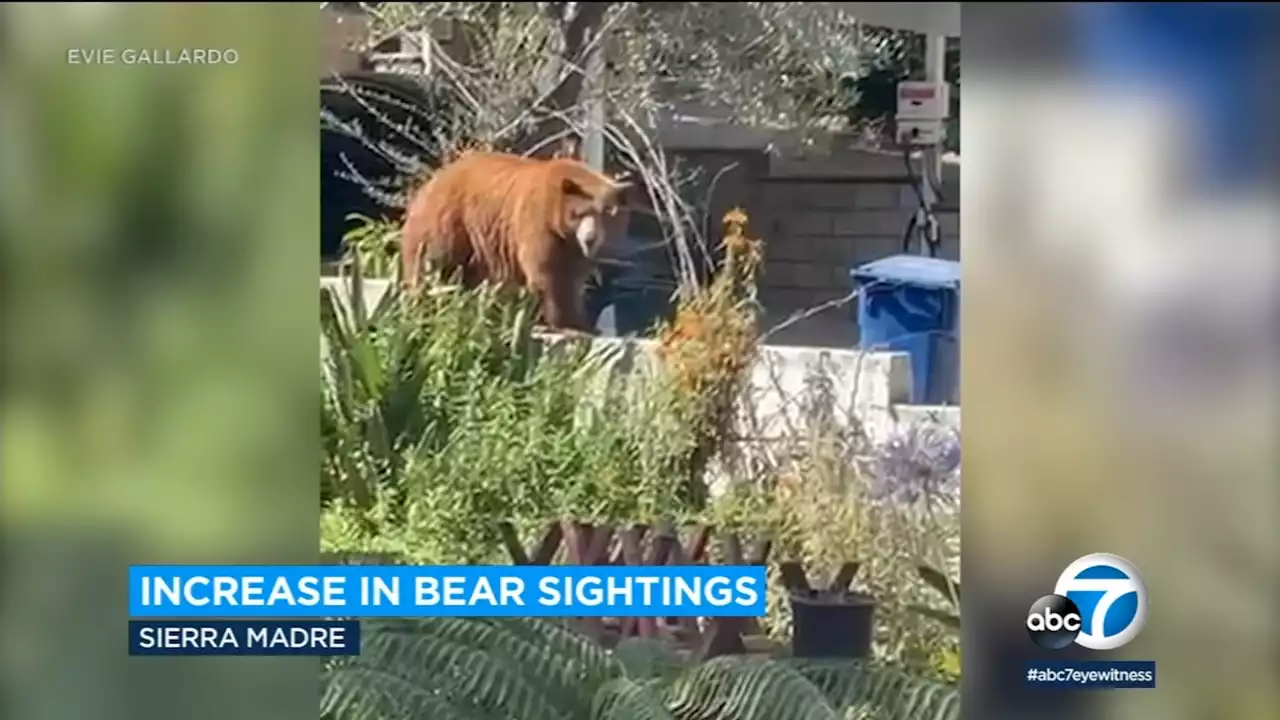 Thirsty bear cubs drink from fountain in Sierra Madre home's backyard, video shows