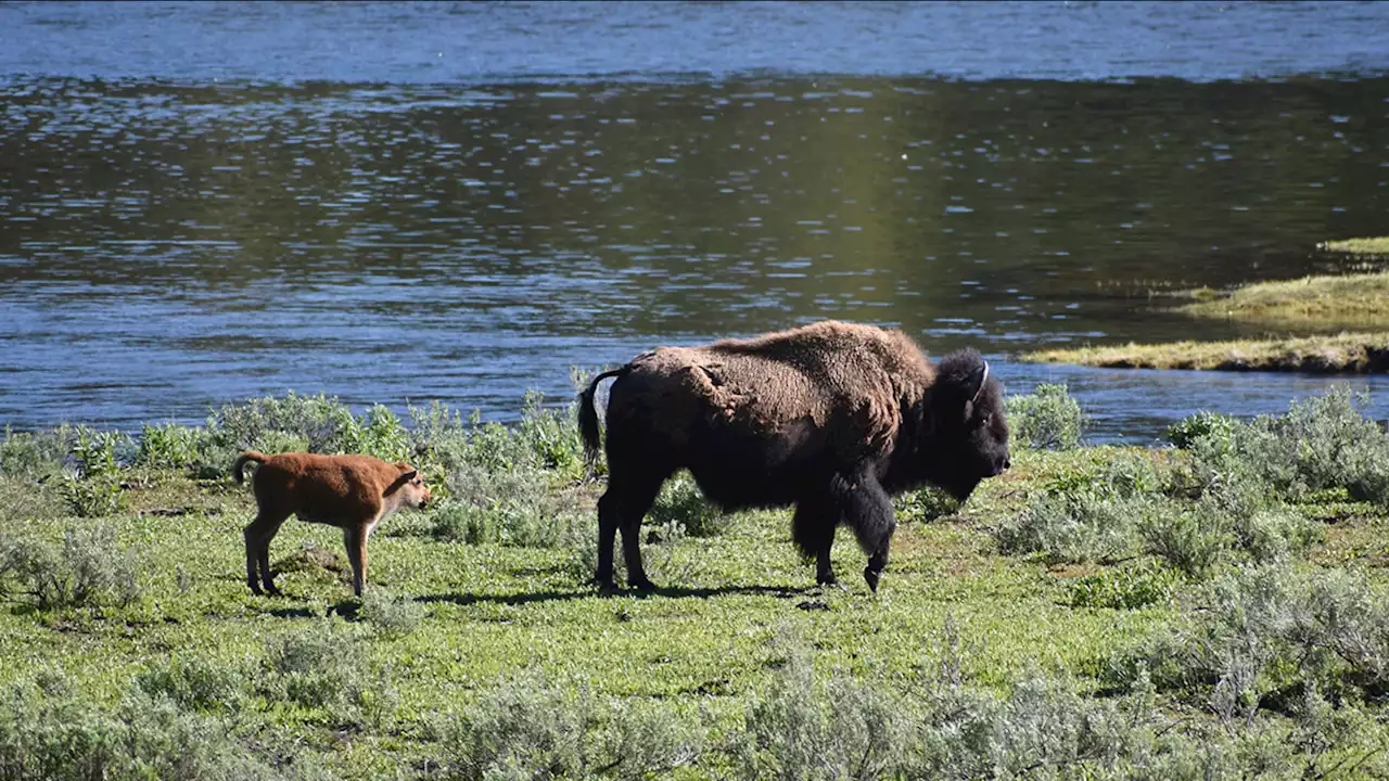 Woman gored by bison at Yellowstone National Park