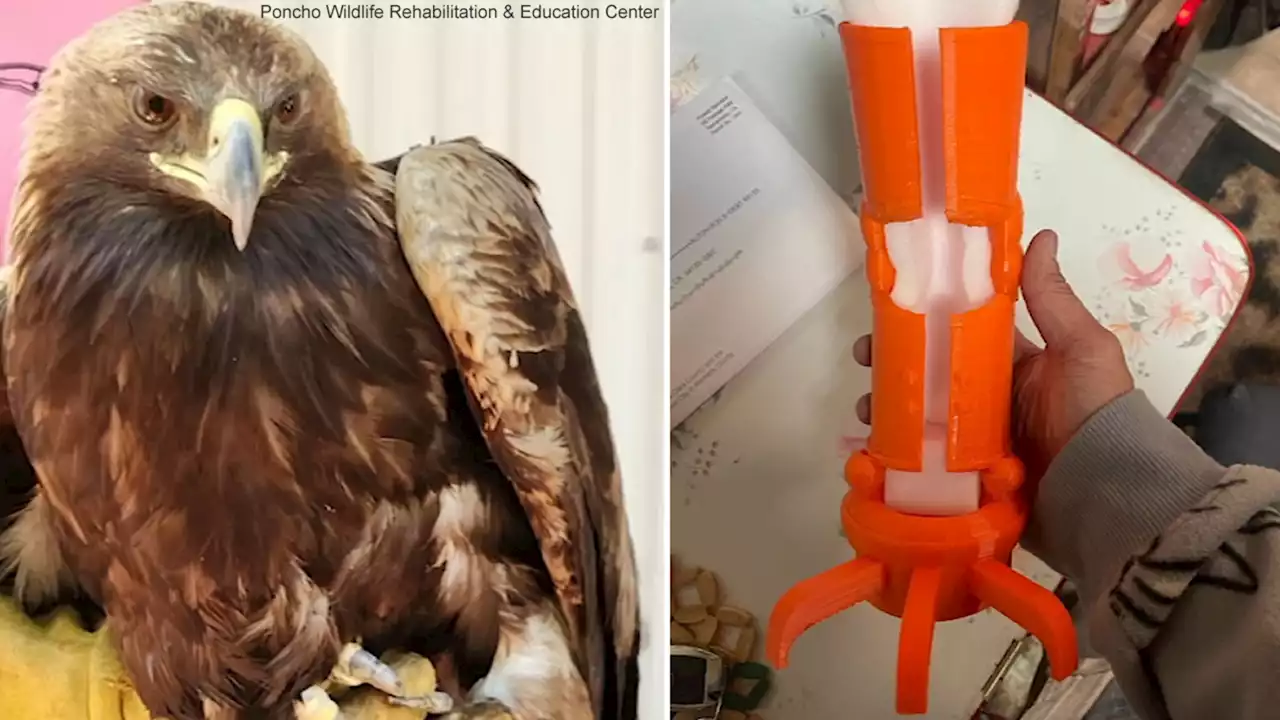 EXCLUSIVE: Bay Area prosthetics maker devastated after eagle he was trying to help is euthanized