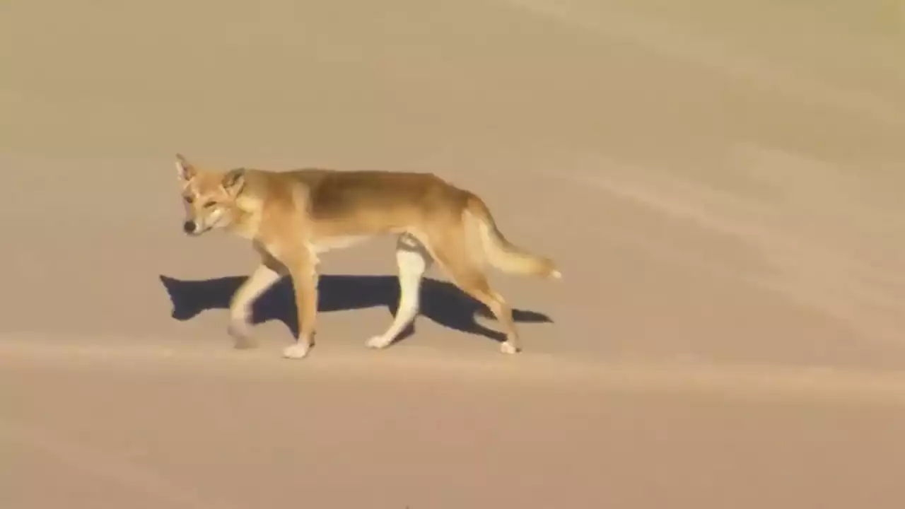 Dingoes attack a woman jogging on Australian island beach and leave her hospitalized