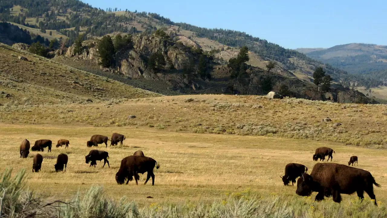 Bison gores Phoenix woman at Yellowstone National Park