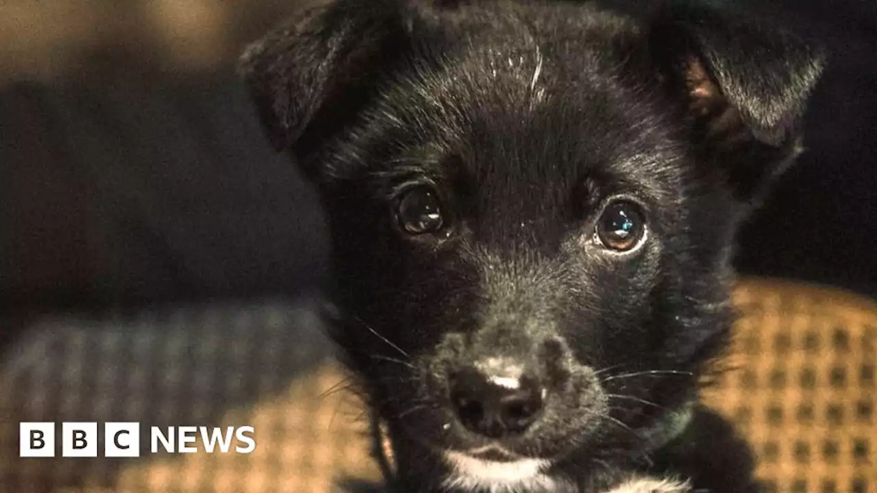 Puppy rescued from Ukraine war resettled in York