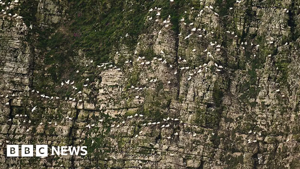 Bird flu investigation after Bempton Cliffs seabird deaths