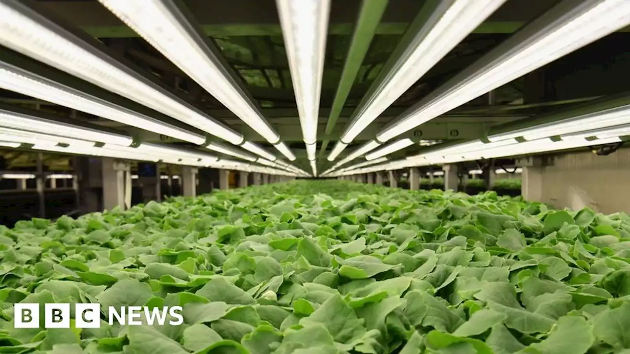 Lean times hit the vertical farming business