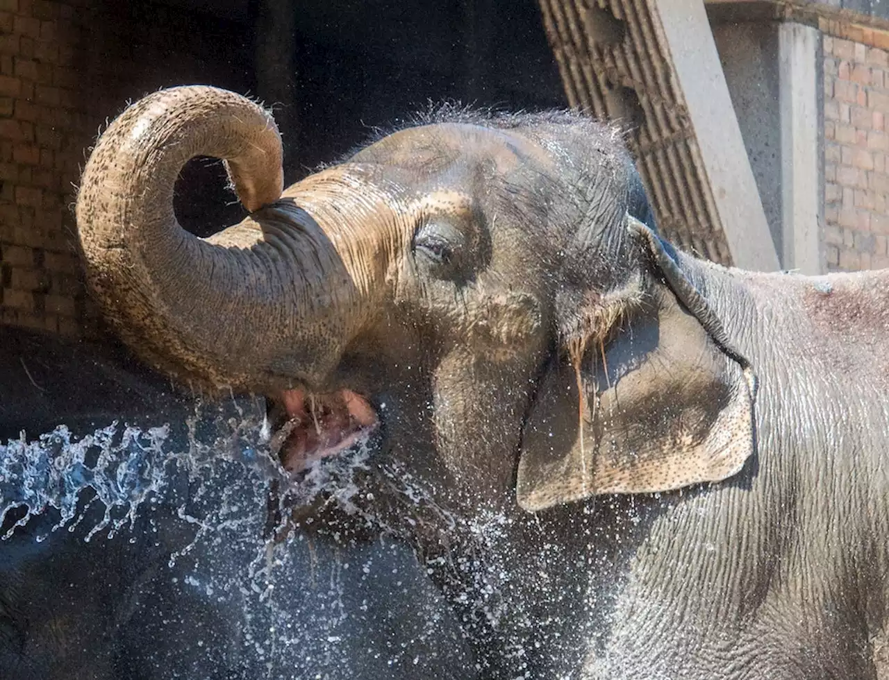 Hitze: So kühlen sich die Berliner Zoo-Tiere ab