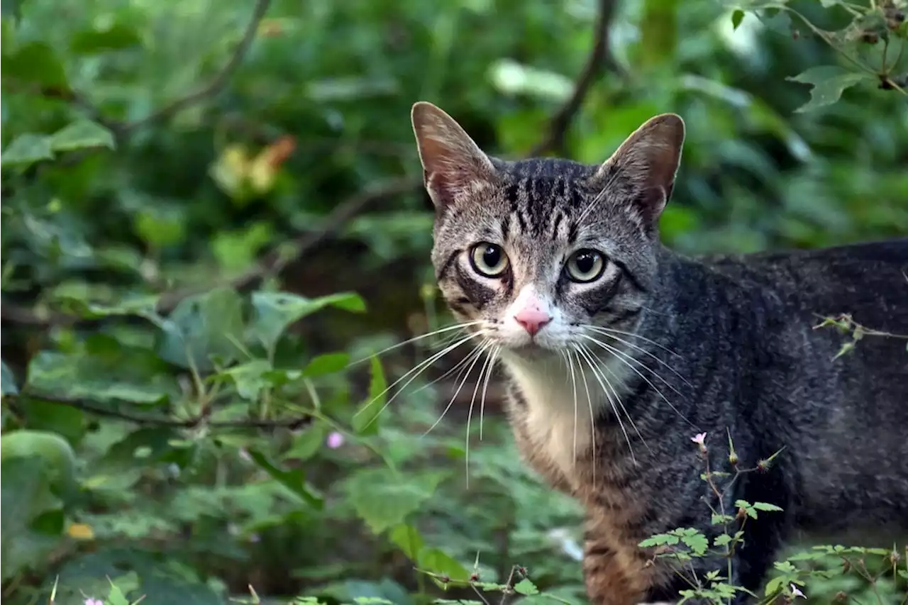 WHO besorgt: Polnische Katzen sterben an Vogelgrippe