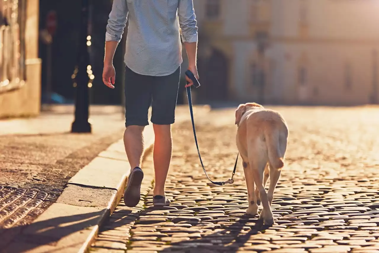 Béziers : l’ADN des chiens désormais utilisé pour lutter contre les déjections canines