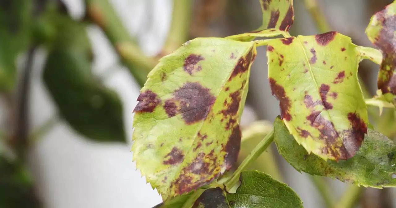 Garden experts share black spot key signs as serious fungus spreads 'rapidly'