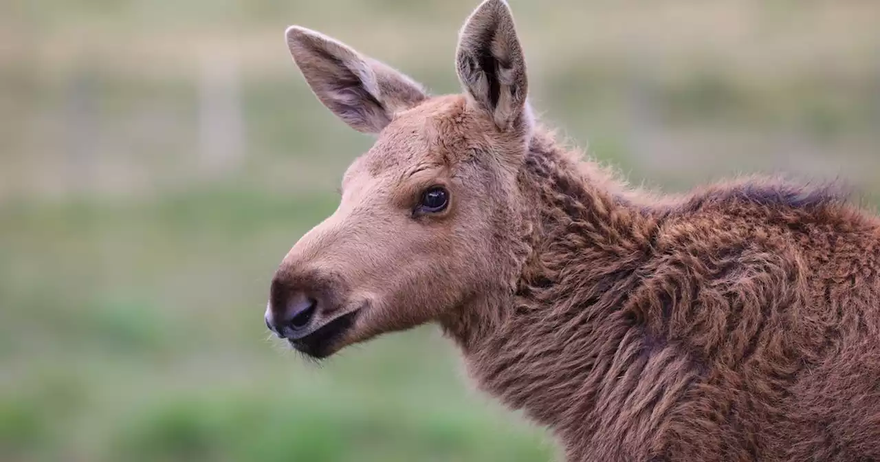 Highland Wildlife Park reveals adorable names of UK's only elk twins