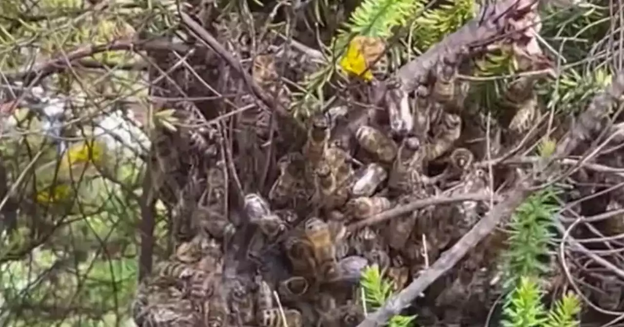 Swarm of bees spill onto Scots street after nest falls from resident's roof