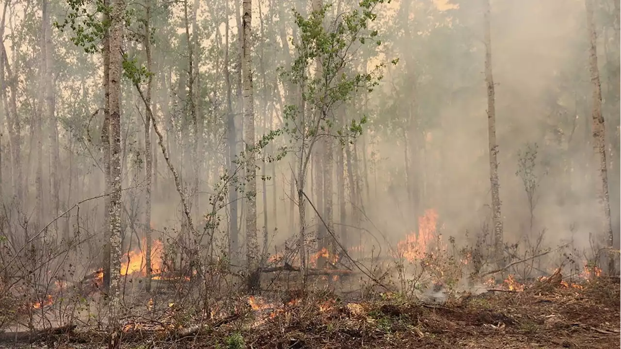 Verbas do PRR reforçam em concelhos afetados por incêndios