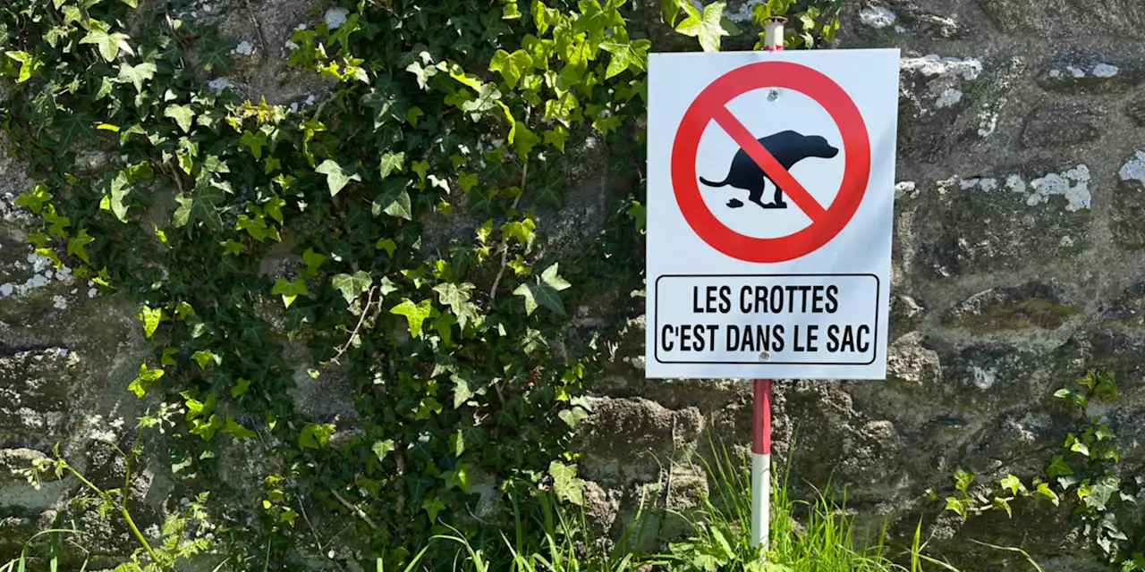 À Béziers, le fichage ADN des chiens devient obligatoire pour lutter contre les déjections