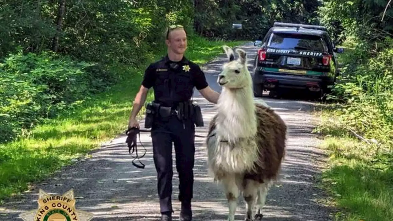 Llama on the loose: King County deputy lassos llama, reunites it with owners