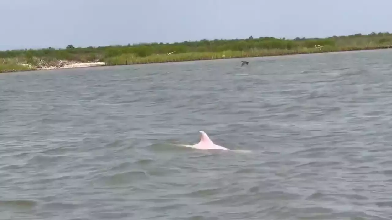 Rare pink dolphin spotted in Gulf of Mexico could be famous 'Pinky': 'I have never seen anything like it'