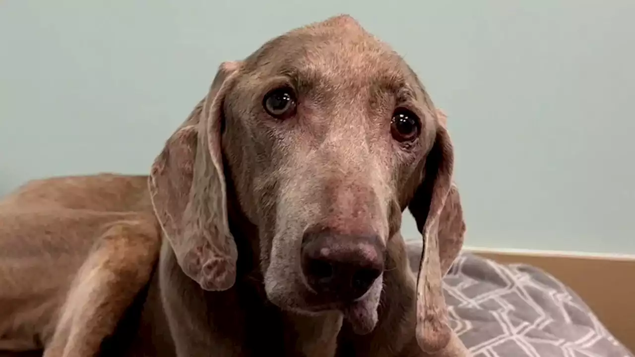 “Confused' 20-year-old dog surrendered by family finds forever home