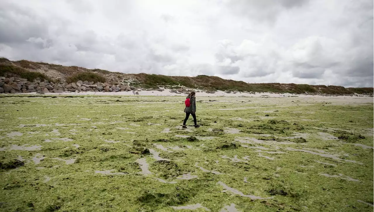 Pollution aux algues vertes en Bretagne : la justice donne quatre mois à l'État pour agir