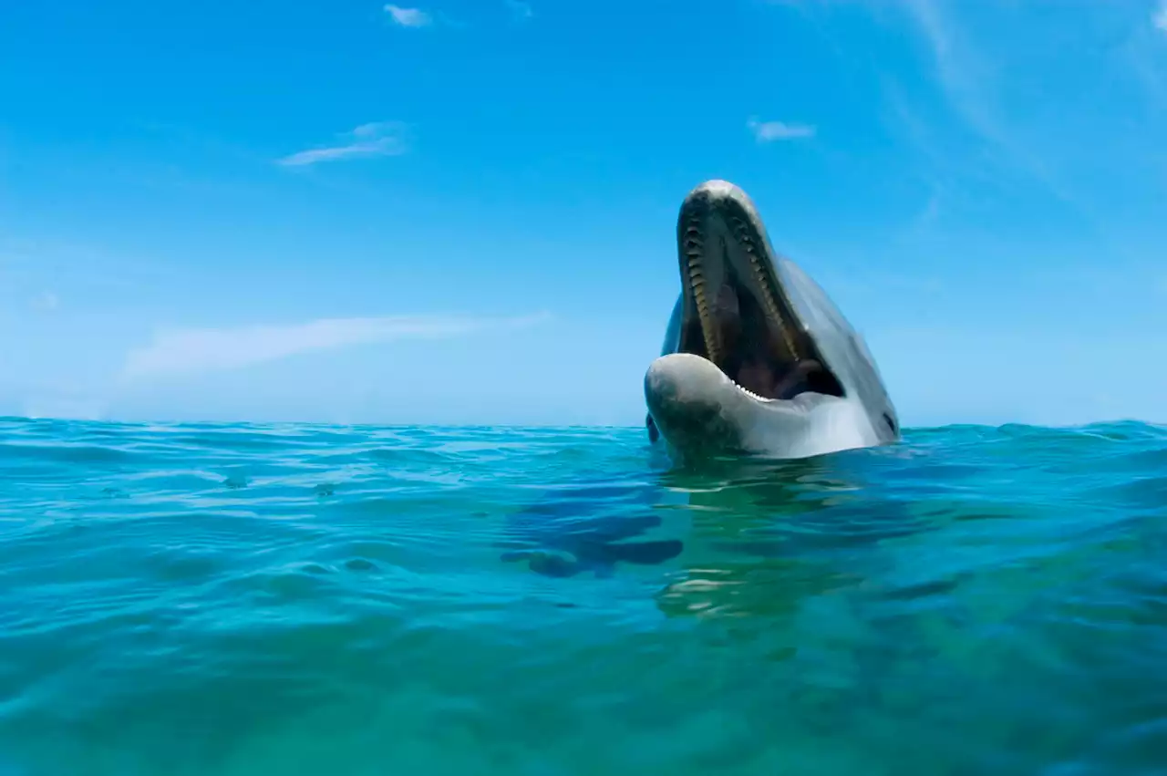 Dolphin Attacks Man, Biting Him and Breaking His Bones