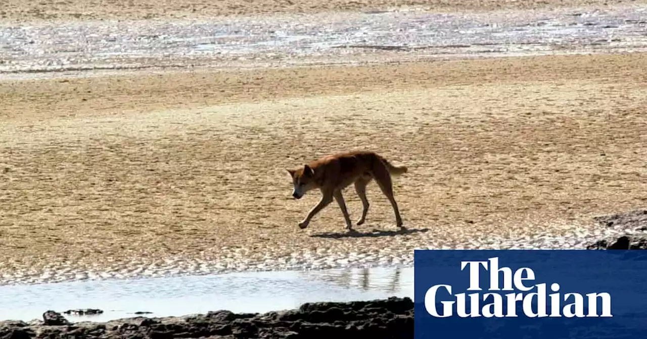 Rangers yet to decide whether to destroy ‘high risk’ dingo responsible for K’gari attack