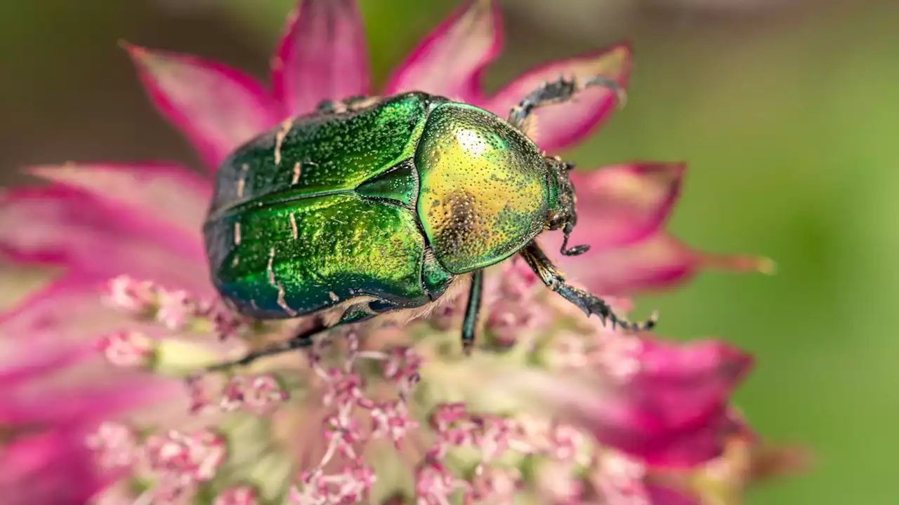 Beetle-inspired liquid crystals: Are these our future secure QR codes?