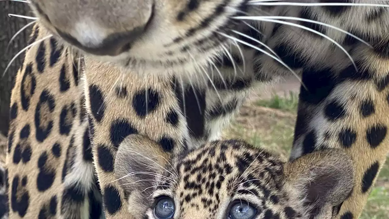 Want to see this little fella?Jacksonville Zoo to open viewing of new jaguar cub