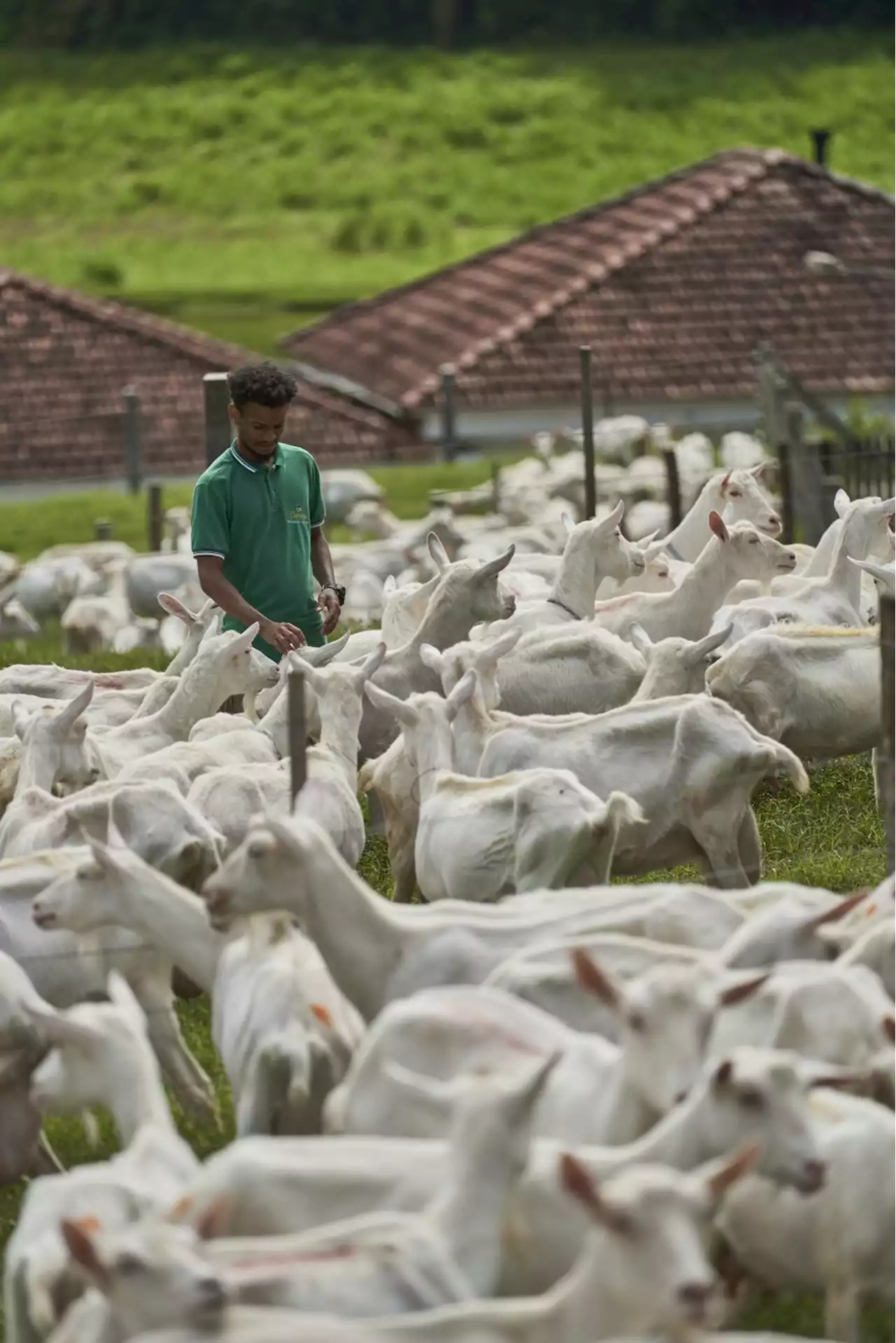 Um 'refúgio' no Rio de Janeiro abriga a primeira granja leiteira de cabras do Brasil