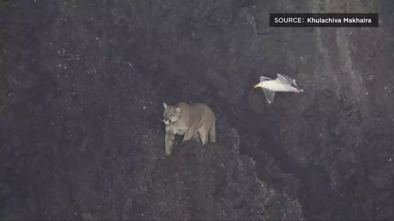 Cougar spotted 200 feet up on Haystack Rock draws crowds