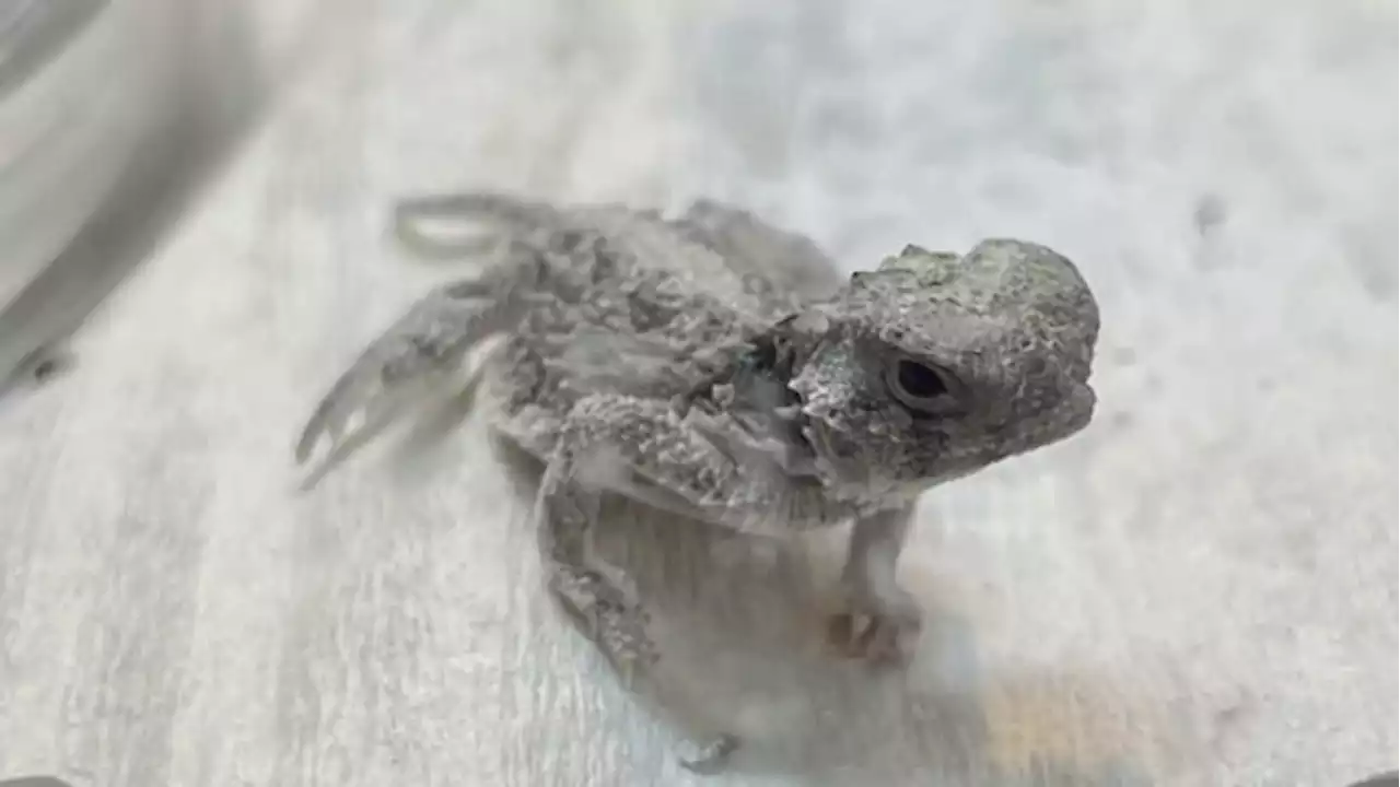 San Antonio Zoo successfully hatches 27 Texas horned lizards this season, expects more