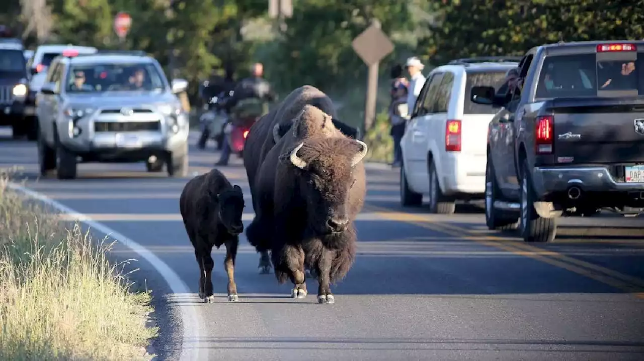 A bison gored an Arizona woman in Yellowstone, the park's first such attack in 2023