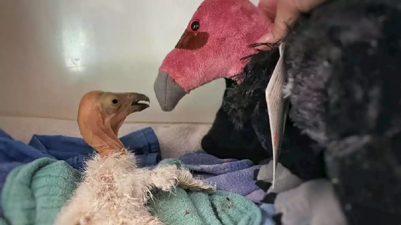 Foster care saves 'miracle' condor chick after mother dies in Arizona bird flu outbreak