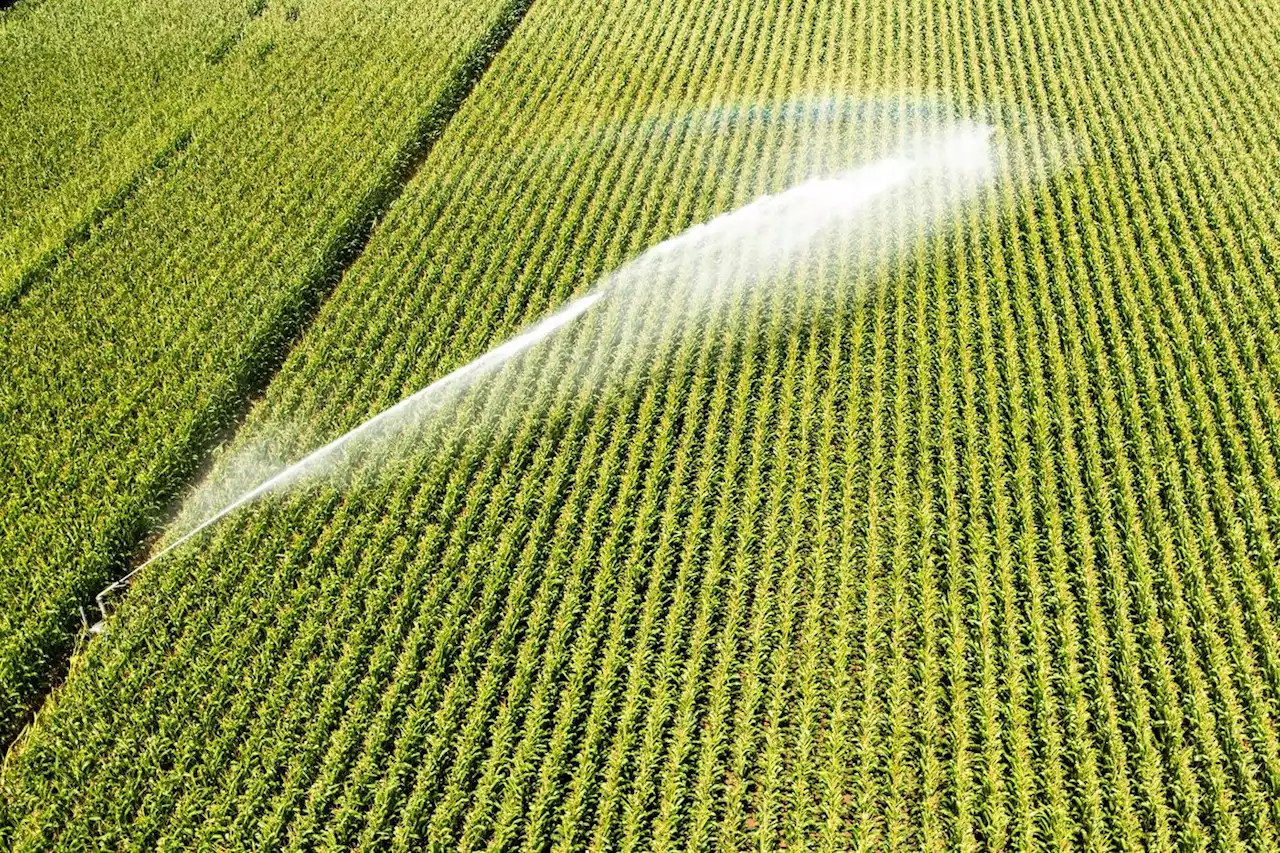 Canicule : nombreux records locaux de températures battus, des Alpes aux Pyrénées