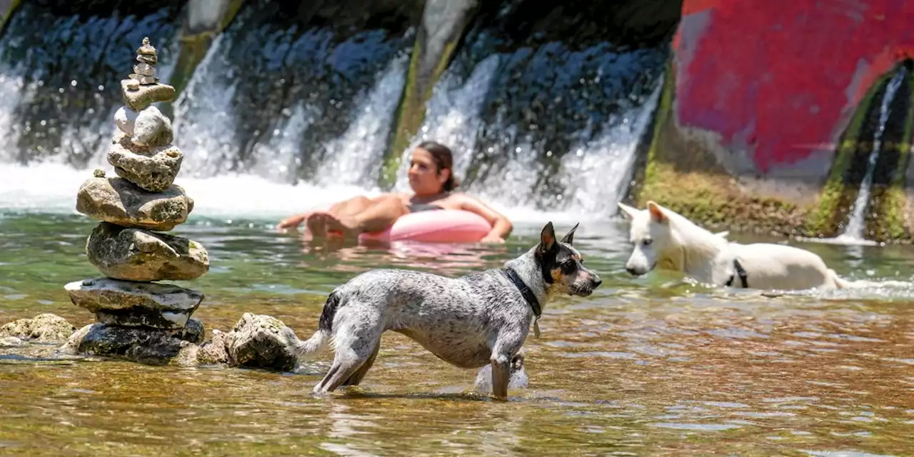 Canicule : les bonnes pratiques pour soulager les chiens et les chats domestiques