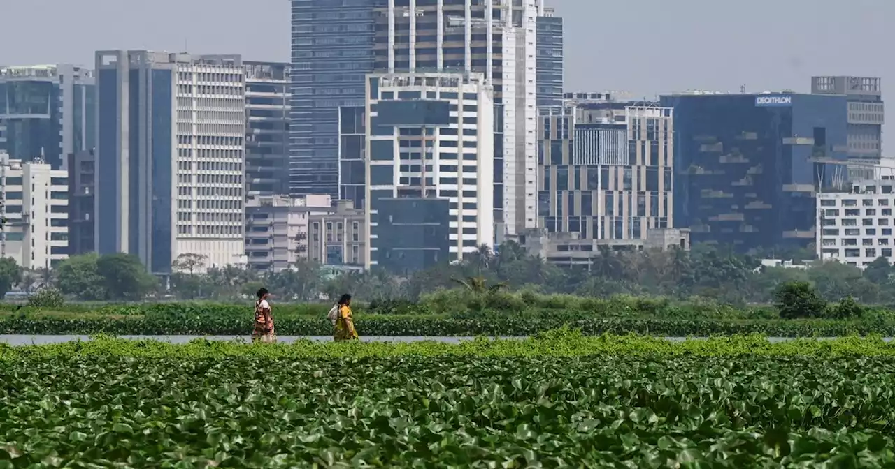 'Les reins de Calcutta', ces zones humides de l'Inde menacées par l'expansion urbaine