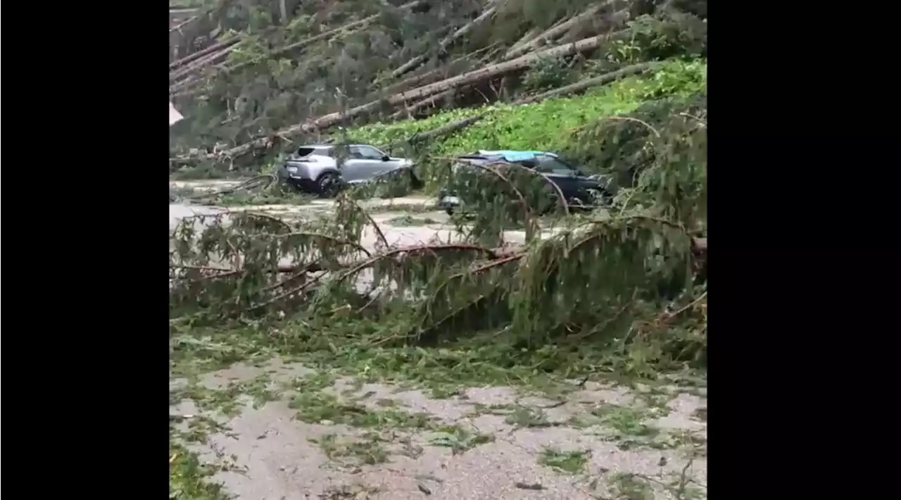 Tromba d'aria in Cadore, danneggiati i tetti delle case | Zaia: 'Boschi devastati come con la tempesta Vaia'