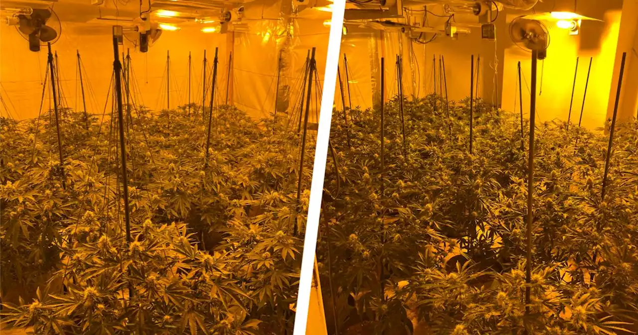 Man arrested after huge cannabis farm uncovered by police