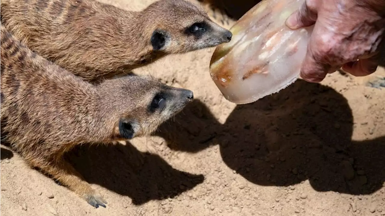 Eisbombe, Dusche und Schlamm: Abkühlung für die Zoo-Tiere